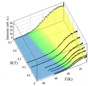 the antiferromagnetic Bragg peak intensity